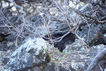 black goat in the hawaiian forest on Maui
