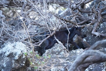 black goat in the hawaiian forest on Maui