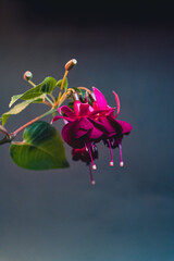 fuchsia finder