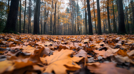 Autumn landscape with colorful leaves on the ground, trees in fall colors, nature photography, beautiful autumn scene.