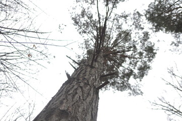 pine tree in the woods