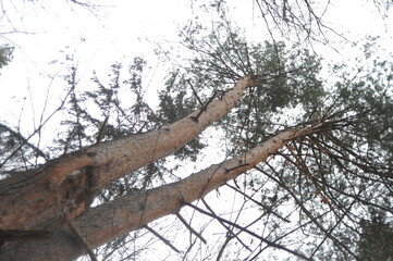 pine tree in the woods