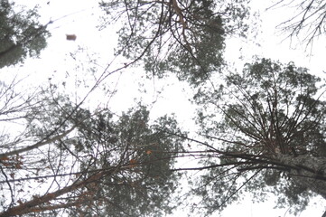 pine tree in the woods