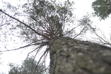 pine tree in the woods