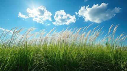 Fototapeta premium A clear blue sky with fluffy white clouds provides a backdrop for tall grass swaying gently in the breeze