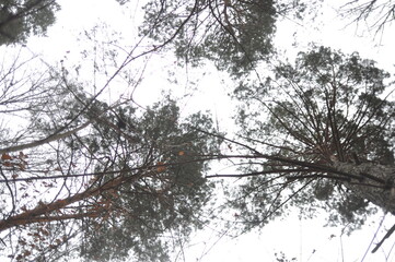 pine tree in the woods