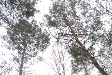 Fototapeta premium pine tree in the woods