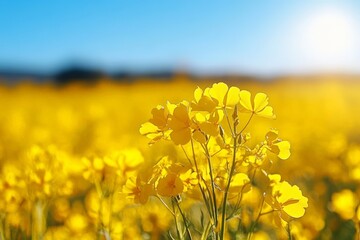 Obraz premium Vibrant Yellow Mustard Field Under Blue Sky with Blooming Flowers