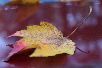 A single autumn leaf floating on a reflective water surface.