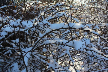Snow resting on branches in a wooded area during winter.