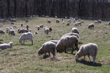 A herd of sheep grazing peacefully in a meadow.