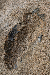 Mesozoi Plutonic Rocks, Gray biotite - rich granodiorite to quartz diorite. granite. xenolith (