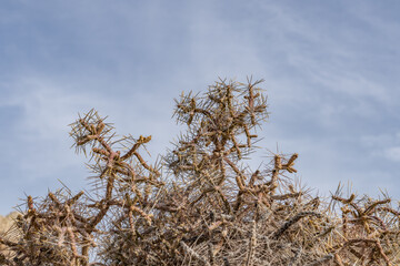 Cylindropuntia ramosissima is a species of cactus,diamond cholla and branched pencil cholla. Lost Palms Oasis Trail，Colorado Desert section of the Sonoran Desert. Joshua Tree National Park, California
