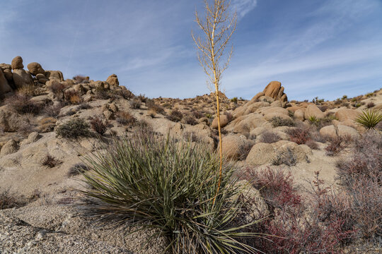 Nolina bigelovii (Bigelow's nolina or beargrass) is a flowering plant，Lost Palms Oasis Trail，Colorado Desert section of the Sonoran Desert. Joshua Tree National Park, California

