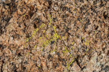 Acarospora socialis (bright cobblestone lichen) , Mesozoi Plutonic Rocks, Gray biotite - rich granodiorite to quartz diorite. granite. Joshua Tree National Park, California.	
