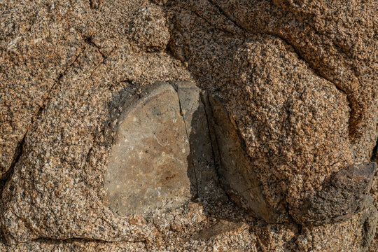 Mesozoi Plutonic Rocks, Gray biotite - rich granodiorite to quartz diorite. granite. xenolith ("foreign rock")， Lost Palms Oasis Trail，Joshua Tree National Park California