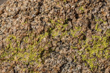 Acarospora socialis (bright cobblestone lichen) , Mesozoi Plutonic Rocks, Gray biotite - rich granodiorite to quartz diorite. granite. Joshua Tree National Park, California.	
