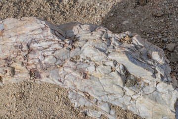 Lost Palms Oasis Trail Colorado Desert section of the Sonoran Desert. Joshua Tree National Park California，Mesozoi Plutonic Rocks, Gray biotite - rich granodiorite to quartz diorite. granite. 