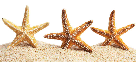 Colorful starfish resting on sandy shore, cut out - stock png.
