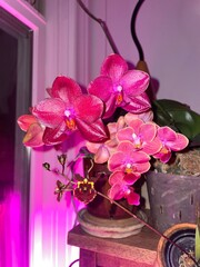 still life with pink flowers