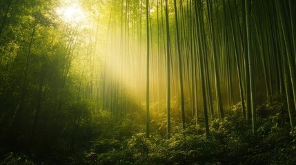 A dense bamboo forest with sunlight filtering through the sta