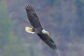 Bald eagle soaring low in the sky.