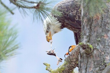 Perched bald eagle rips into a fish.
