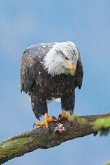 Alert eagle looking downward from a branch.