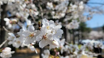 cherry blossoms spring 봄 벚꽃