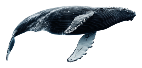Humpback whale swimming gracefully underwater, cut out - stock png.