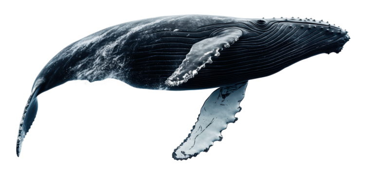 Humpback whale swimming gracefully underwater, cut out - stock png.