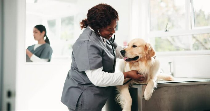 Woman, veterinarian and dog with stethoscope at clinic with care, services and health assessment for wellness. Person, doctor and golden retriever with breathing test, lungs and heart at pet hospital - Powered by Adobe