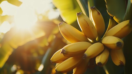 Close-up of ripe bananas on a tree with sunlight in the background. Fresh fruit in tropical garden. Natural and organic feel for food and nature photography. Vibrant yellow and green colors