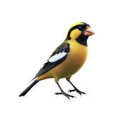 Obraz premium Vibrant Yellow-Rumped Bird Isolated on White Background