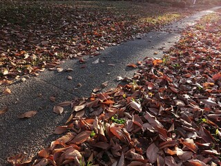 A sidewalk with leaves on it