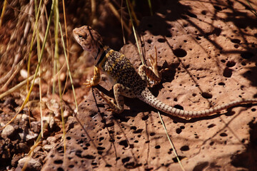 Collared lizard