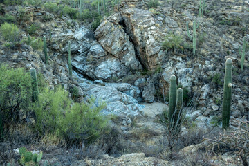 Obraz premium Large Dry Fall In The Fall Of Saguaro