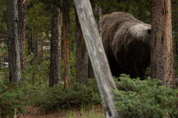 Large Male Bison Passes Through Pine Forest
