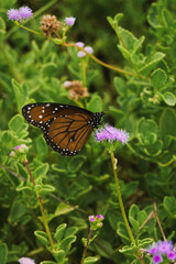 Schmetterling mit Punkten 