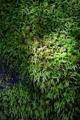 Green moss in alpine stream