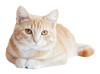 Orange tabby cat lounging indoors with curiosity, cut out - stock png.