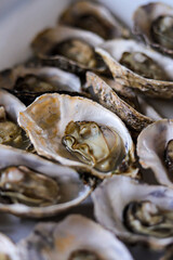 oysters on ice