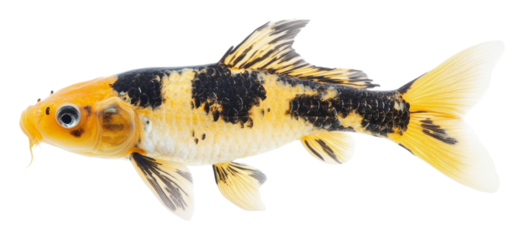Beautiful koi fish swimming gracefully in water, cut out - stock png.