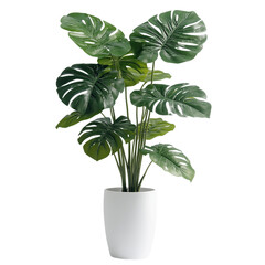 A vibrant indoor flower plant, monstera plant with large, fenestrated leaves on transparent or white background