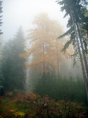 autumn fog in beautiful landscape