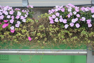 Image of beautiful western balsam flowers blooming on the beach at Imrang, Gijang-gun