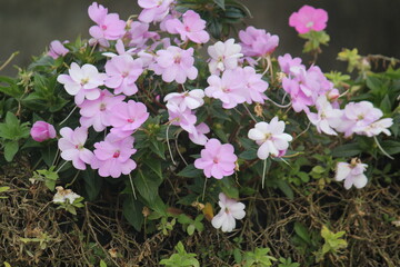 Image of beautiful western balsam flowers blooming on the beach at Imrang, Gijang-gun