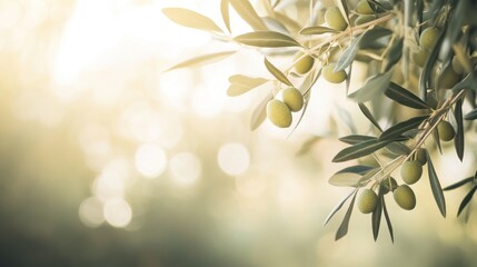 beautiful olive tree branch with green olives