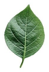 Obraz premium Close-up of a green leaf with detailed texture, cut out - stock png.