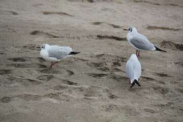 Image of seagulls flying and searching for food on Imrang Beach
